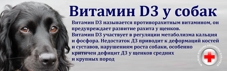 Лучшие витамины для собак – рейтинг 2024 года – топ-15