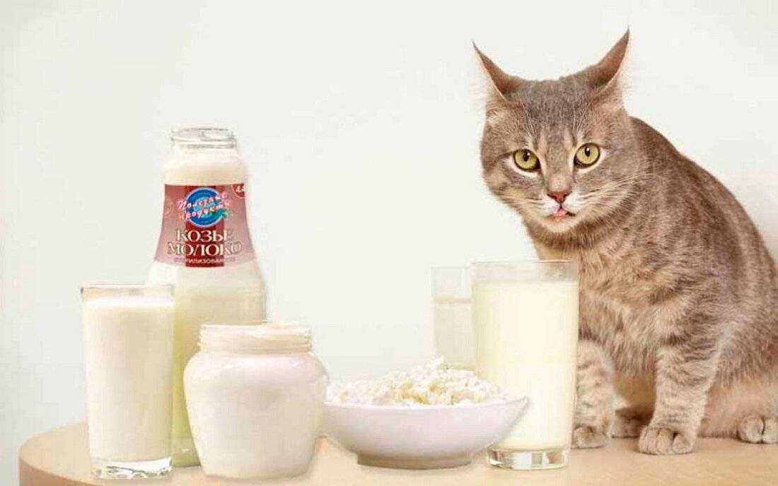 Можно ли кошкам сыр?