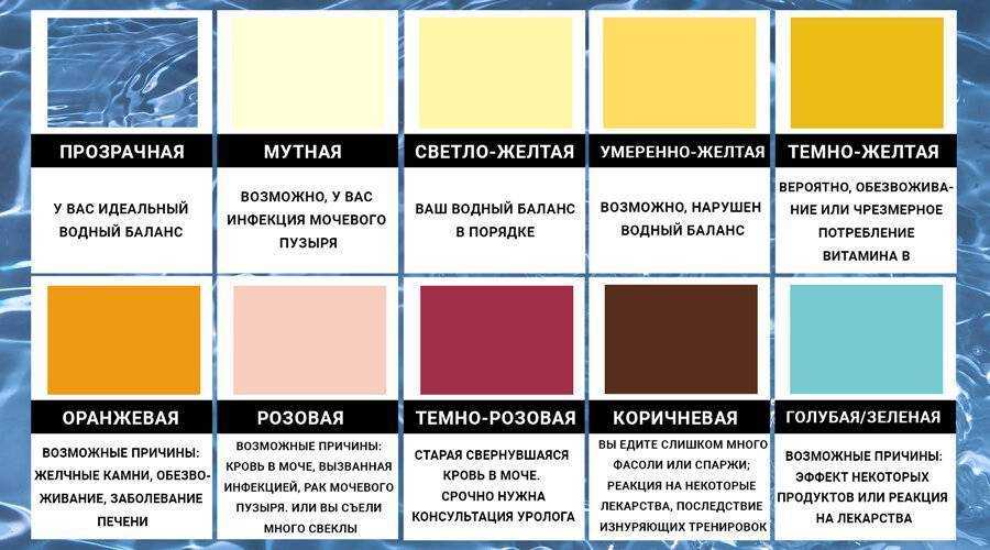 Анализ мочи кошек: расшифровка показателей, норма и отклонения, повышение и понижение значений