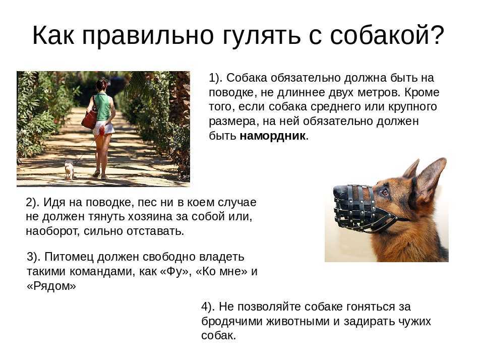С какого возраста можно гулять со щенком на улице: окончание карантина и правила первой прогулки