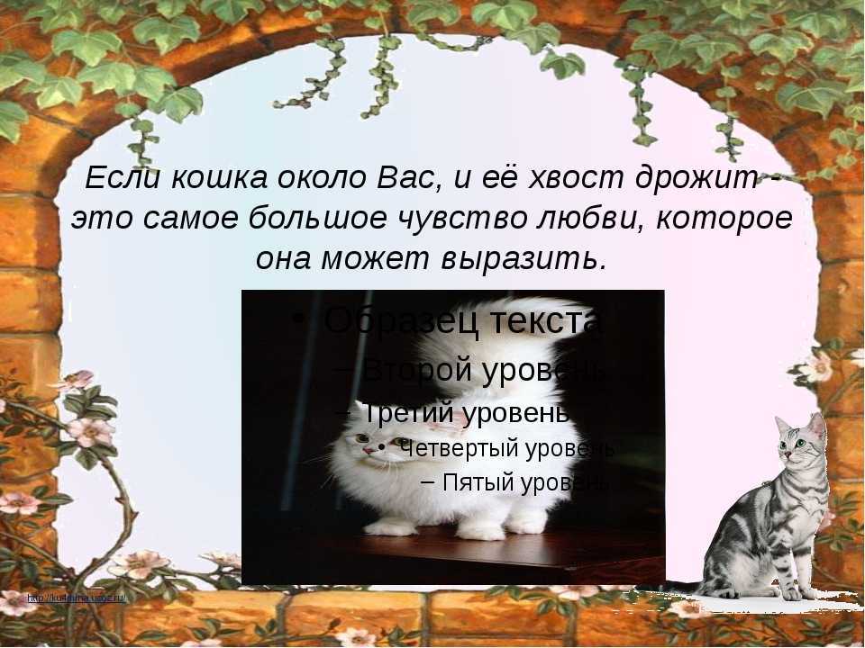 Котенка трясет мелкой дрожью. почему у кота трясутся задние лапы