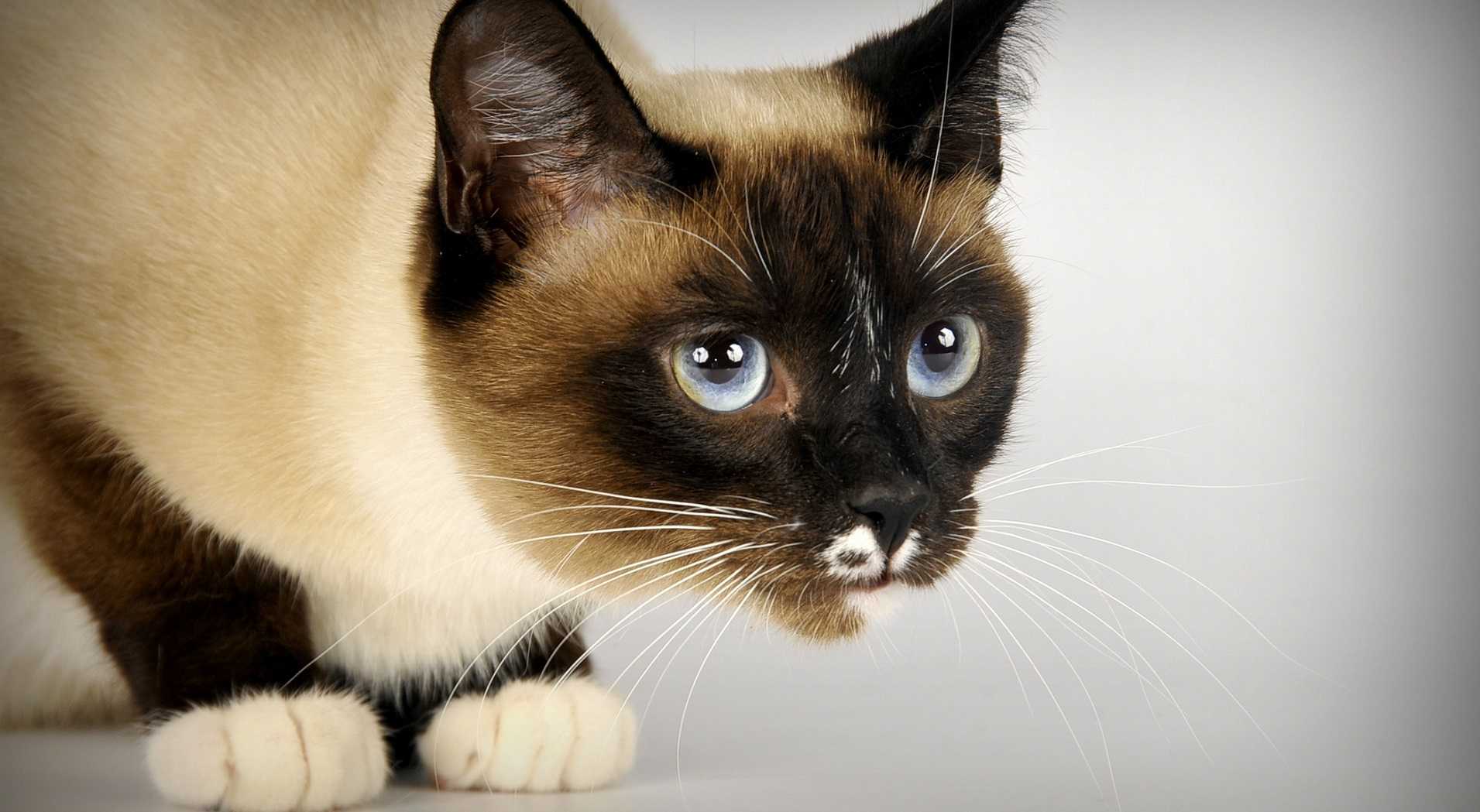 Особенный ангельский характер кошки сноу-шу — for-pet