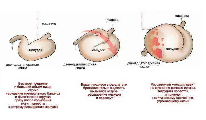 Заворот желудка у собаки: причины и лечение | ветеринарная клиника неотложной помощи