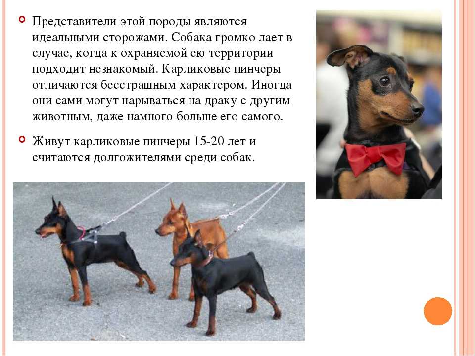 Карликовые пинчеры цвергпинчеры дружелюбные умные и уверенные в себе собаки Узнайте информацию о породе особенностях питания и ухода