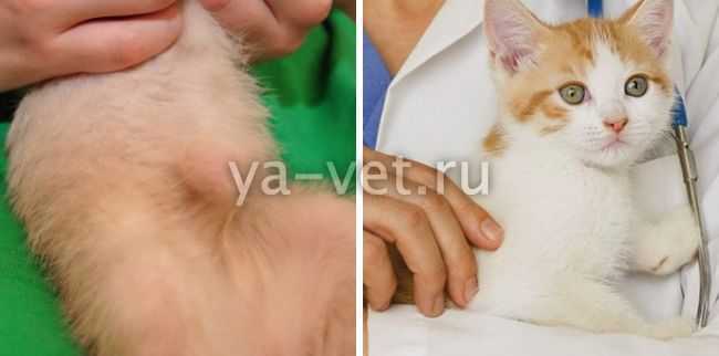 Причины и симптомы грыжи у котят, виды грыжевого выпячивания у котят. как вовремя выявить и правильно лечить грыжу у котёнка