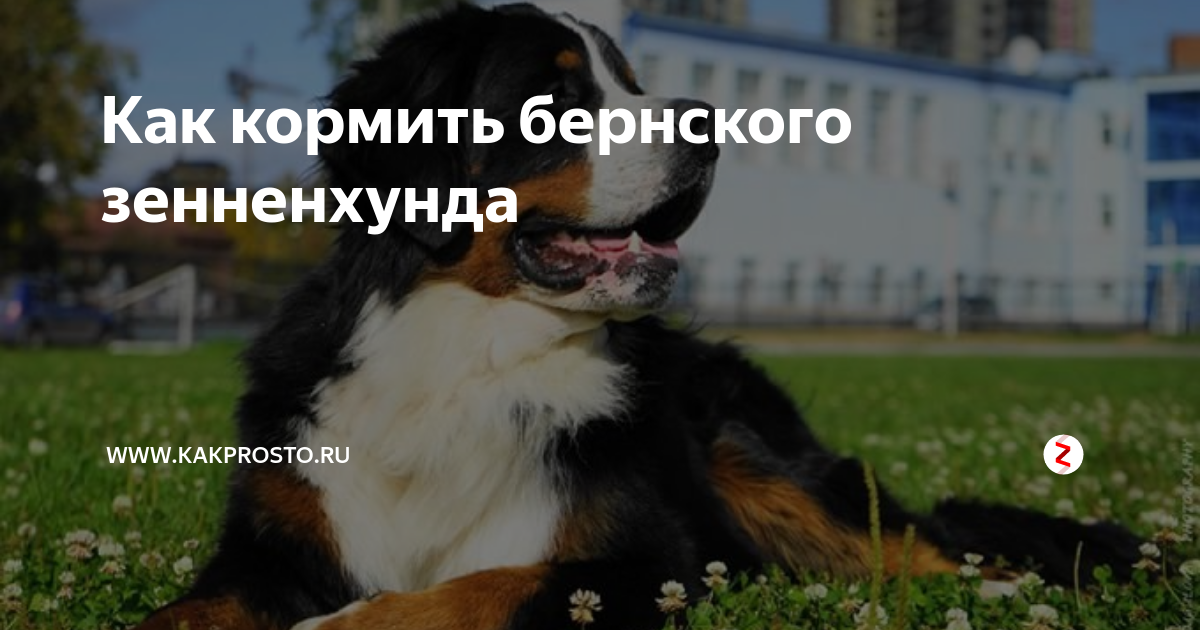 Бернский зенненхунд 🐕: описание породы, характер, содержание и уход, фото собаки