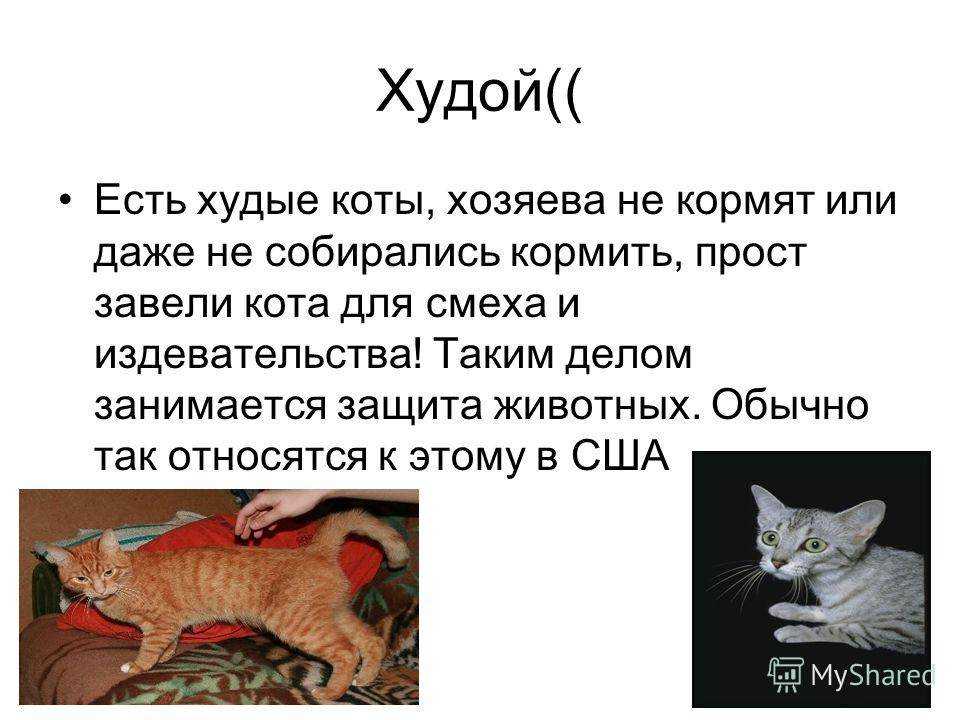 Кошка плохо и мало ест причины