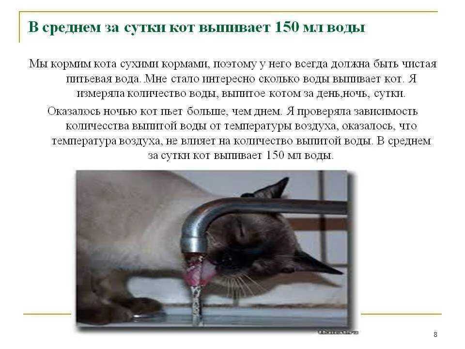 Кошка много и часто пьет воду: 5 причин, что делать