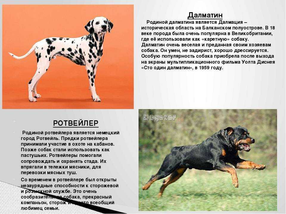 Далматинец: характеристика породы без прикрас