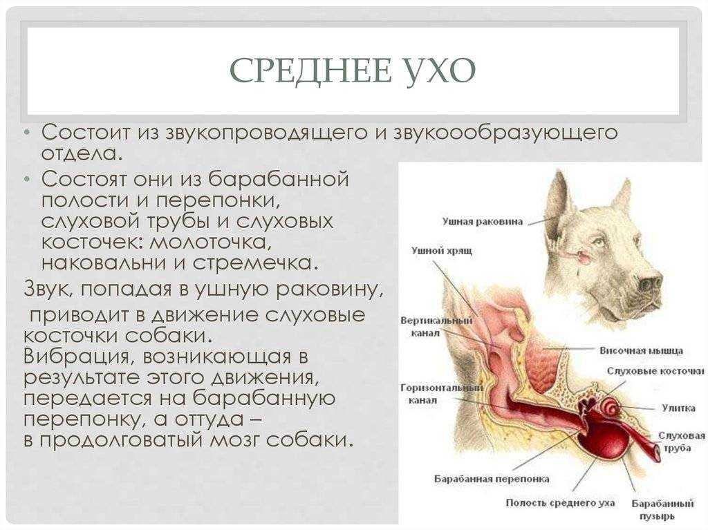 Чем лечить отит у кошек