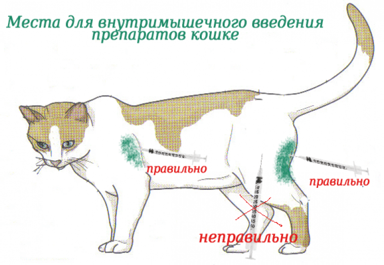Как сделать укол кошке быстро и безболезненно - подробная инструкция