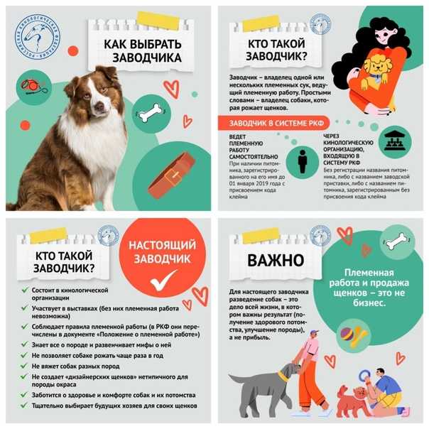 Как выбрать щенка и не быть обманутым