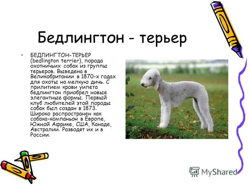 Бедлингтон-терьер - описание породы с фото, популярные окрасы шерсти, уход и содержание бедлингтон-терьера