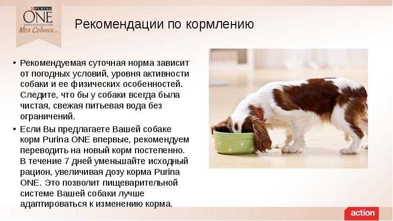 Анализы крови для собак: виды и расшифровка показателей