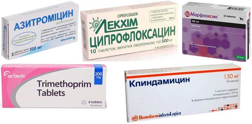 Простатит у собак: симптомы и лечение, возможные осложнения, необходимость кастрации, профилактика