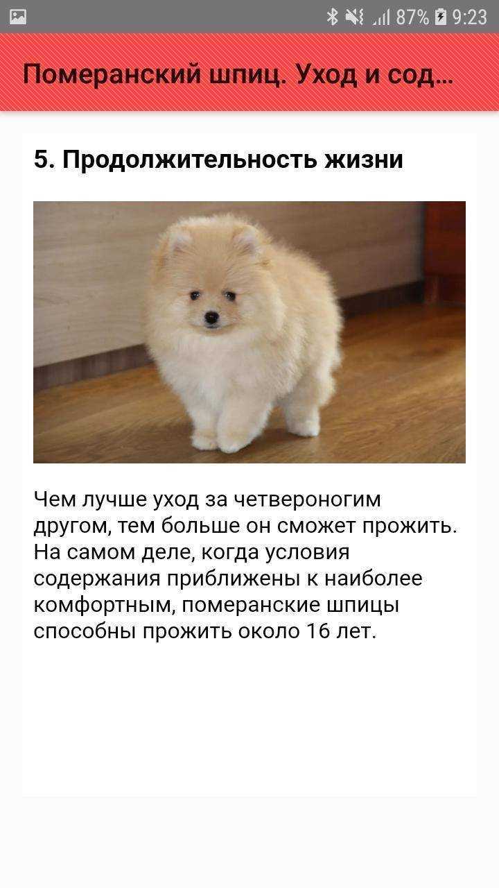 Рубрика “шпиц”
