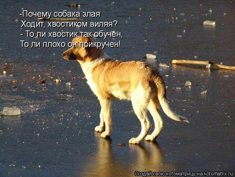 Почему собака кусает свой хвост и нужно ли беспокоится