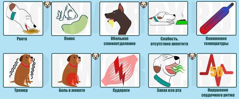 Почему собака не пьет воду - причины и что делать