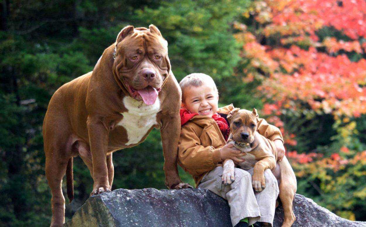 Самые добрые собаки. топ-40. | dogkind.ru