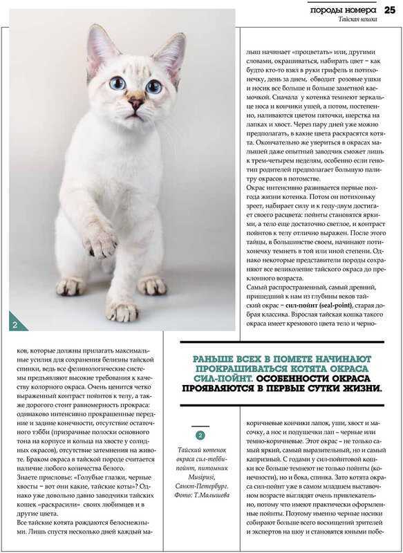 Тайская кошка - описание, стандарт, характер - kisa.su