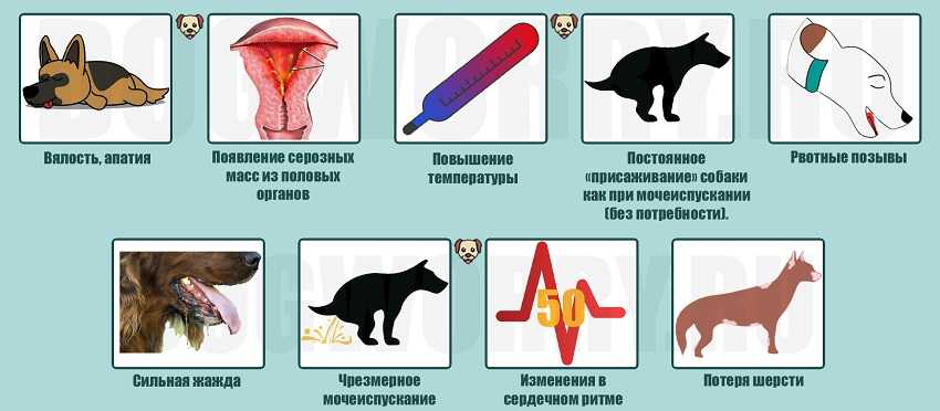 Какие кровяные выделения у кошки после родов нормальные, а какие опасные?