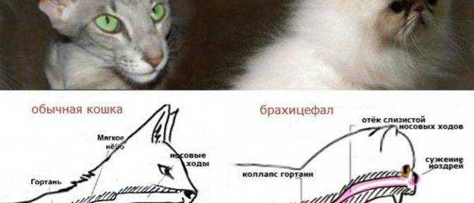 Кошка кашляет и хрипит