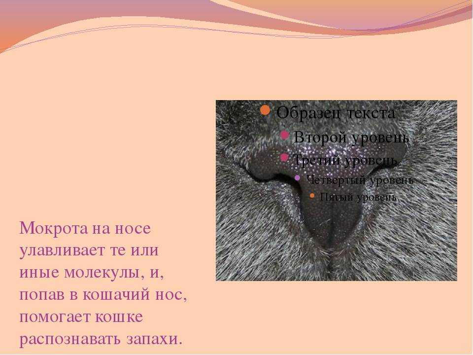Сухой нос у кота: признак заболевания или естественное явление | блог ветклиники "беланта"
