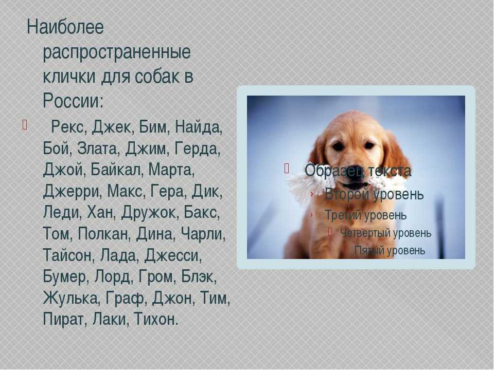 Помогаем с выбором клички для шпицев мальчиков и девочек