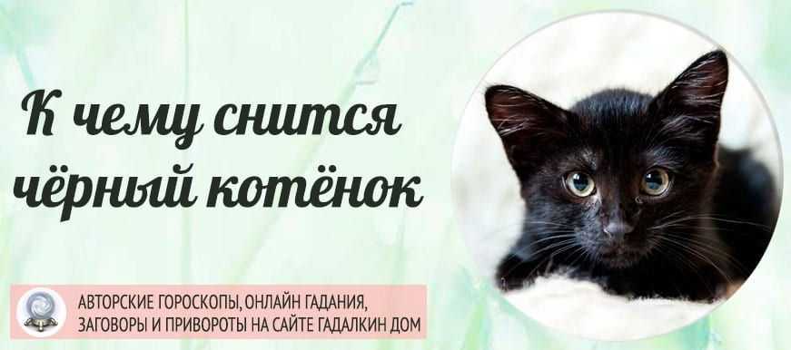 Видеть во сне кошку с котятами: что означает?