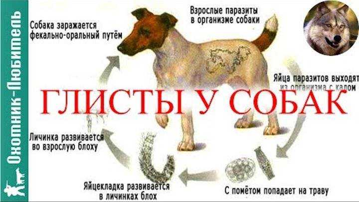 Глисты у собак: лечение и симптомы | ветмед