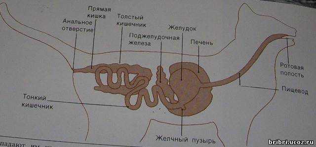 Кишечник у кошки