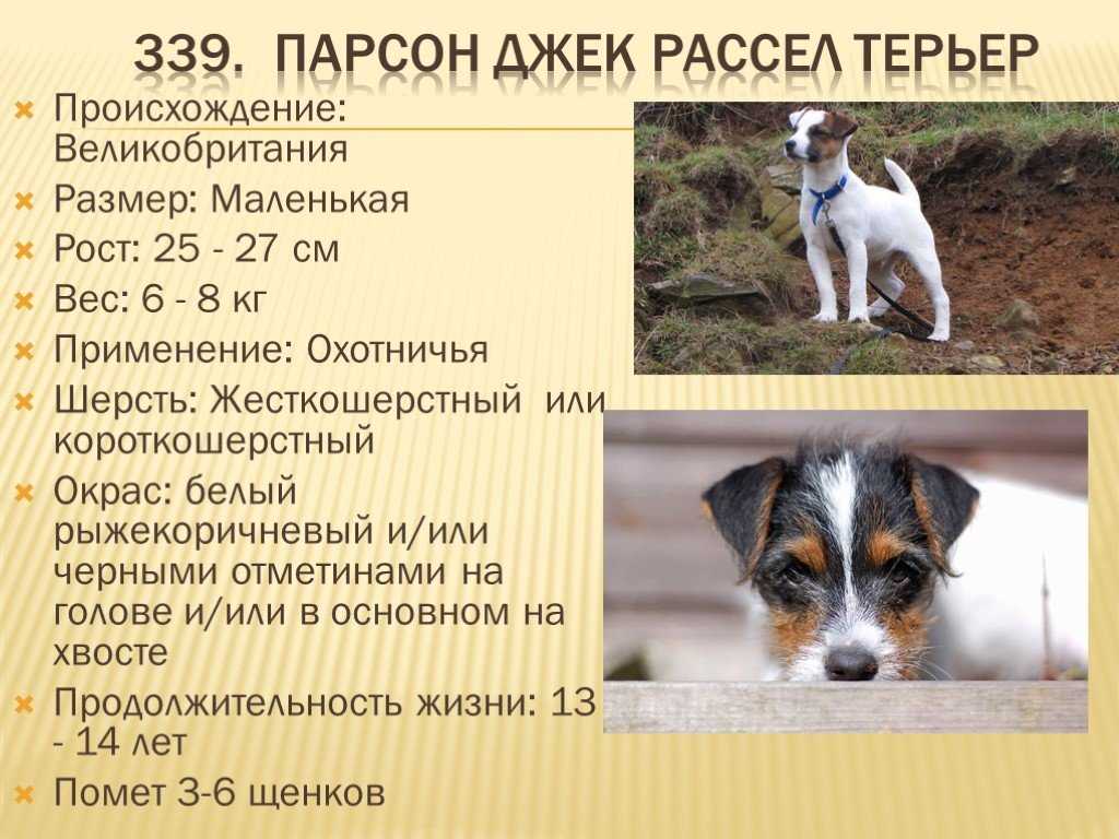 Порода джек рассел терьер и ее стандартные характеристики
