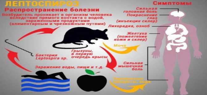 Стафилококк у кошек в ушах и на коже: симптомы, фото, как лечить
