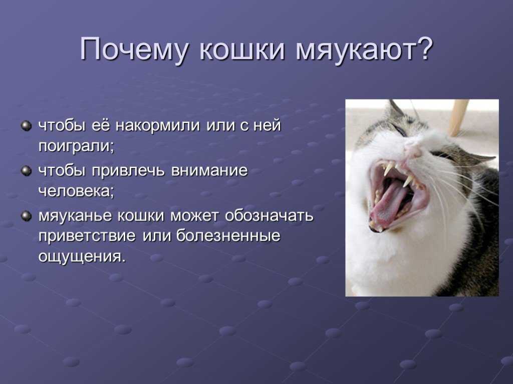 Почему котёнок мяукает без причины постоянно?