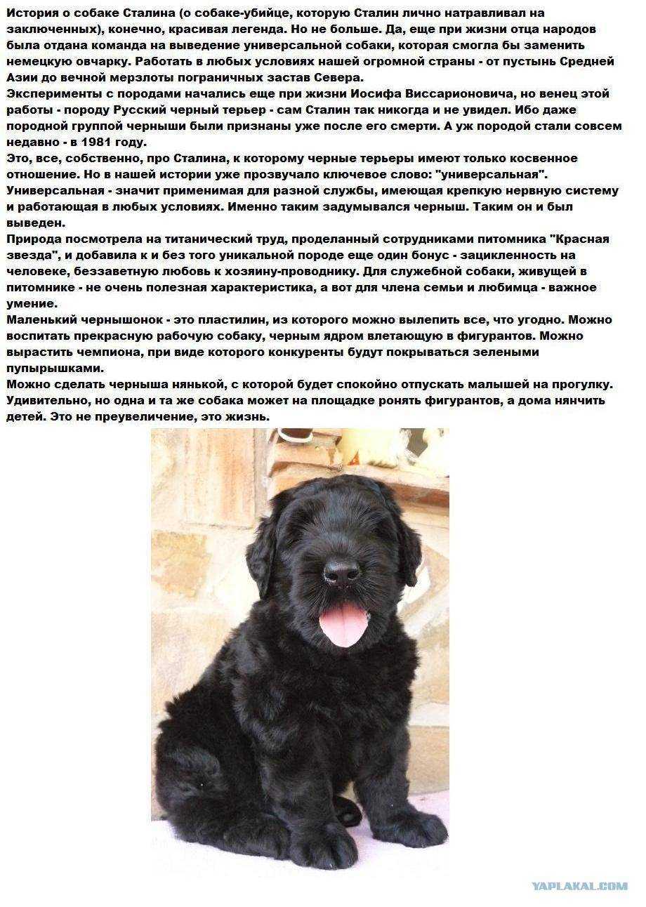 Черные породы собак больших размеров