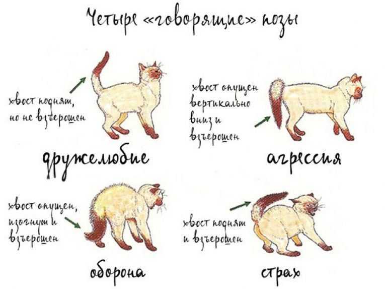Зачем кошке хвост