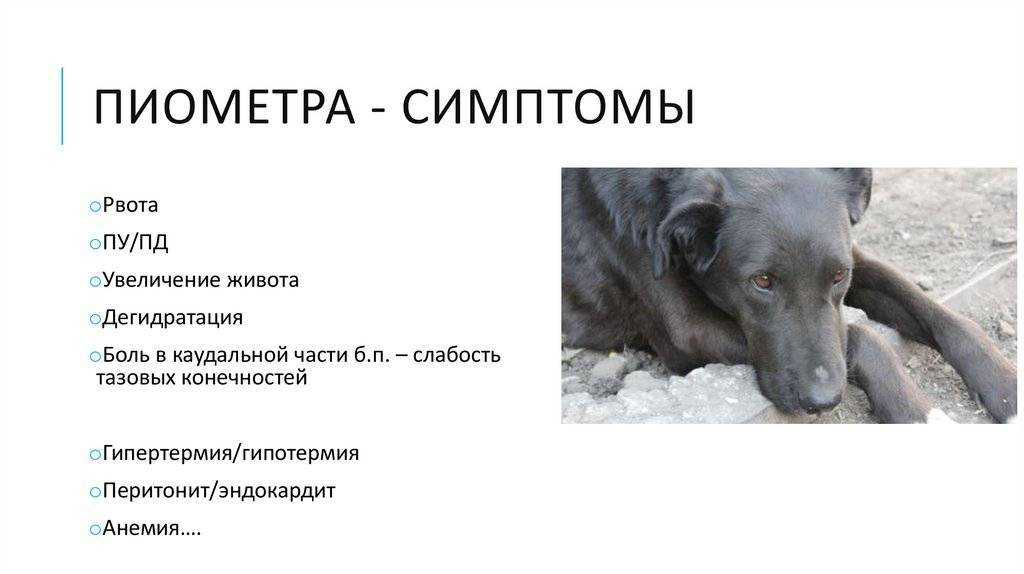 Что такое пиометра у животных причины симптомы и профилактика Подробнее о лечении пиометры у собак и кошек читайте на сайте клуба заводчиков