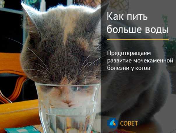 Кошка много пьет воды - причины повышенной жажды