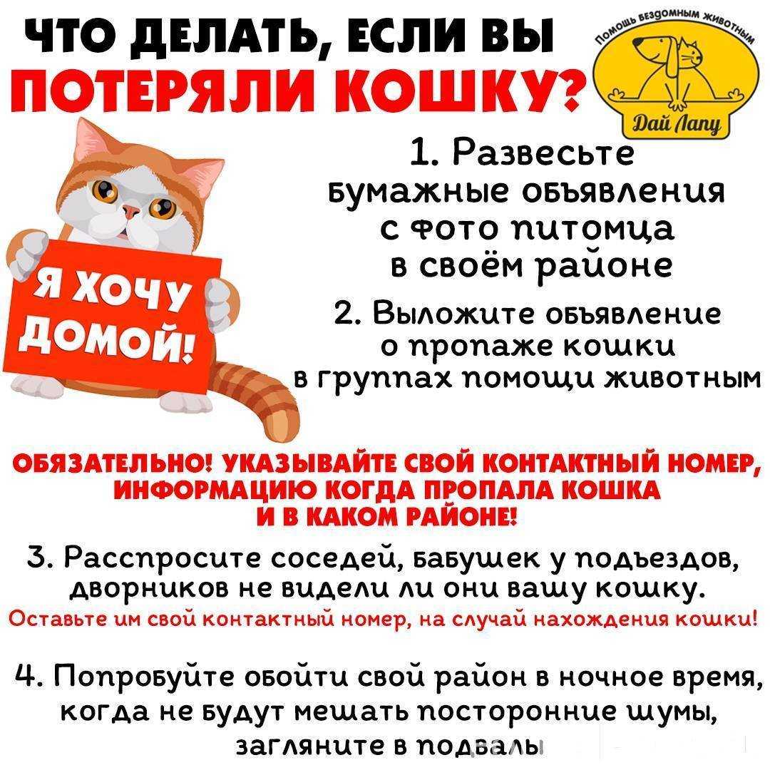 Что делать, если потерялась кошка: советы где искать, как написать объявление, и не попасть в руки мошенников | звери дома