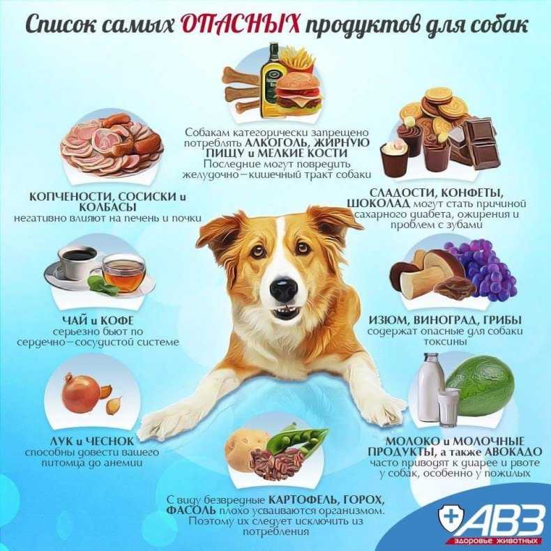 Собака не ест что делать причины