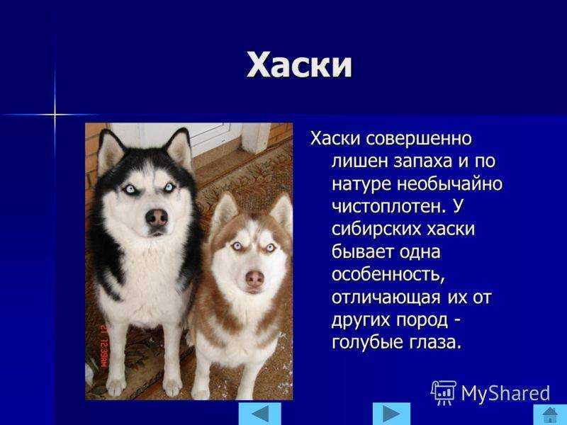 Сибирская хаски и разновидности: описание, происхождение и история.