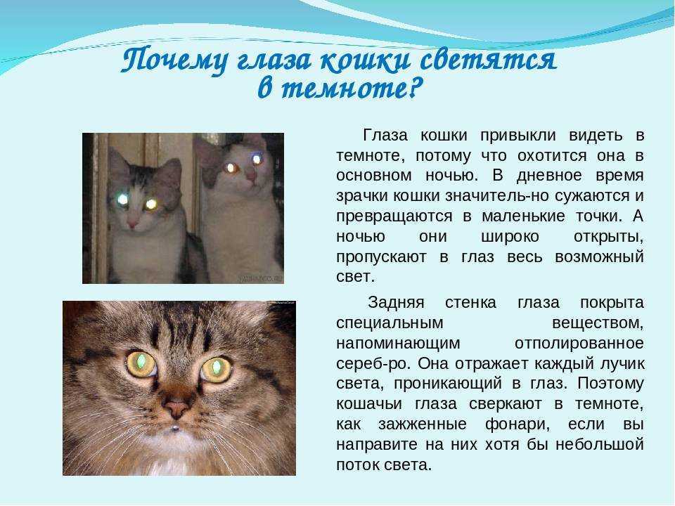 Топ 34 интересных фактов о кошках