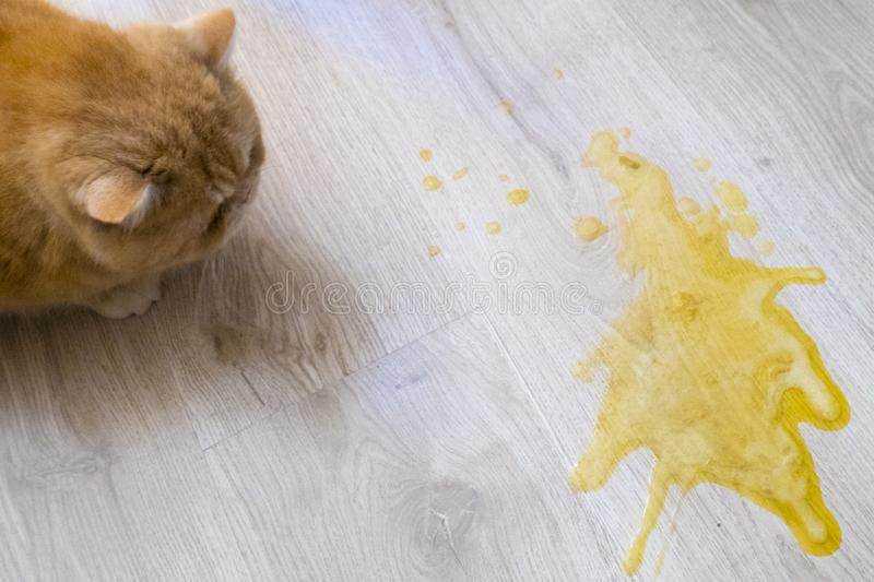 Что делать, если кот или кошка съели муху?