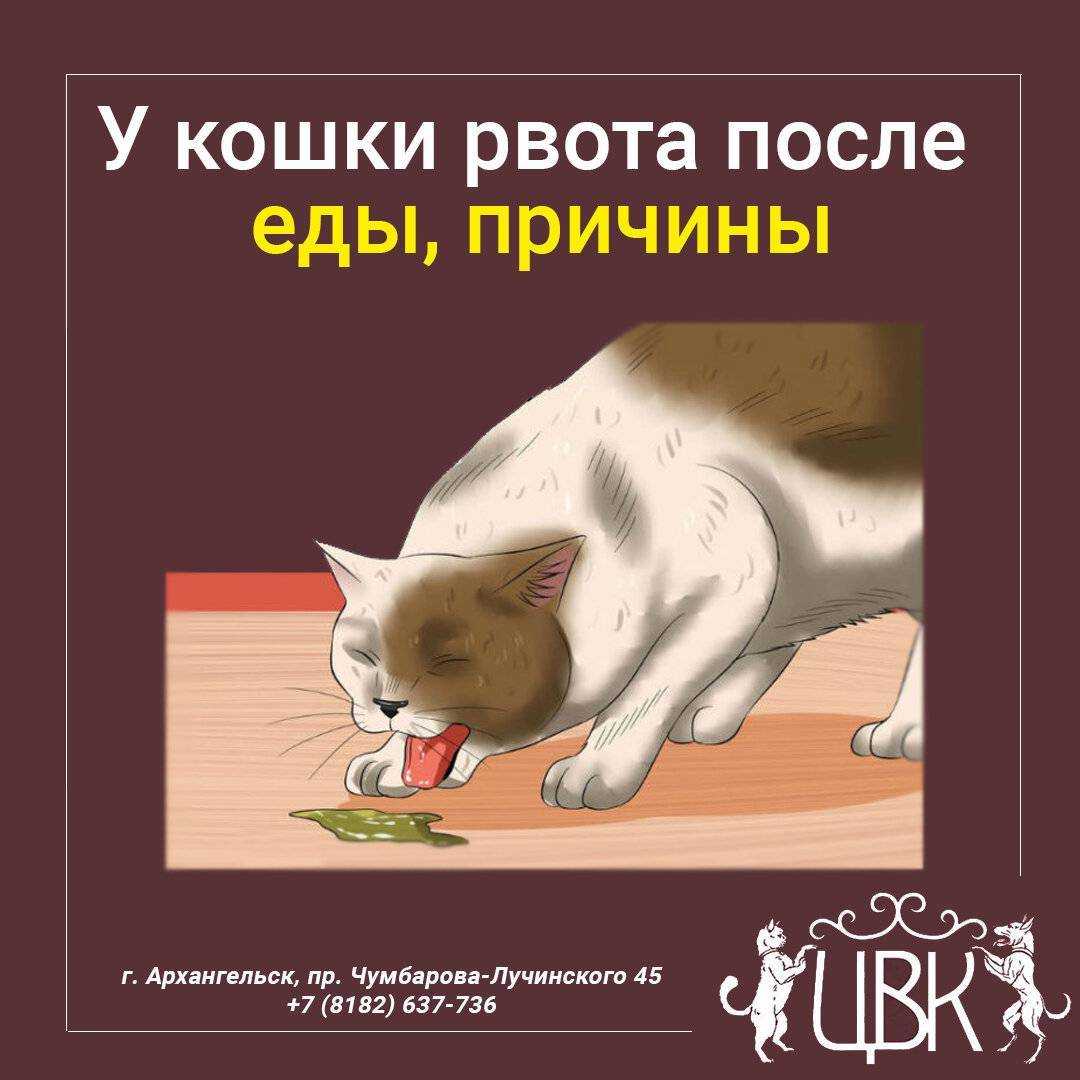 Рвота у кошки белой пеной: причины и первая помощь