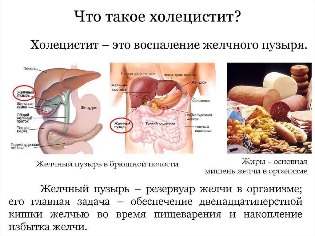 Холецистит у собак - лечение, диагностика | ветклиника берлога