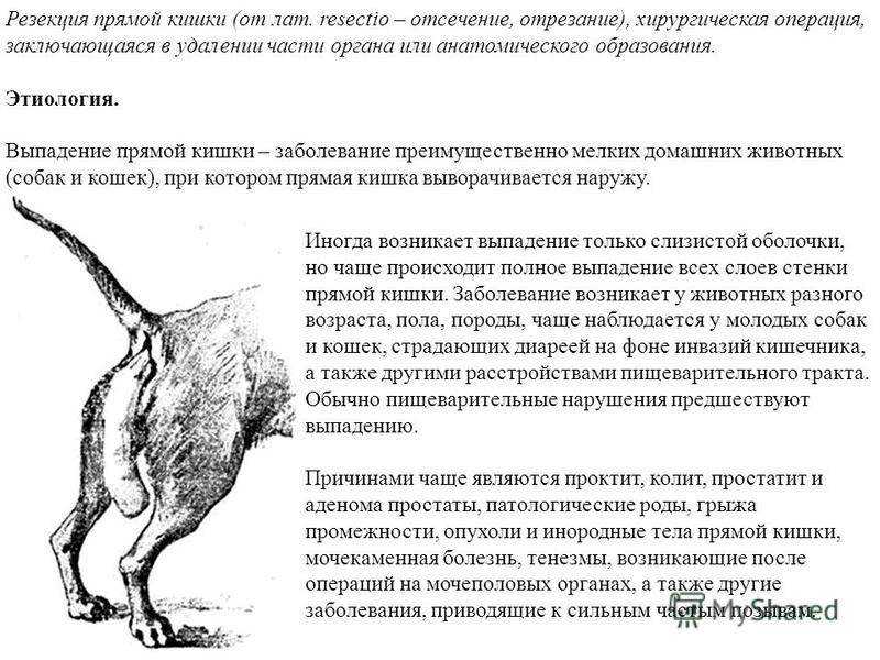 Как принять роды у кошки: возможные проблемы, способы их решения