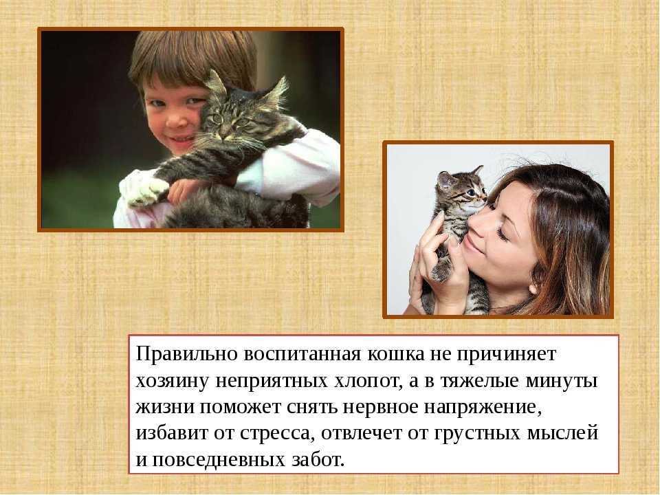 Как воспитывать котенка: советы экспертов о правильном воспитании котенка