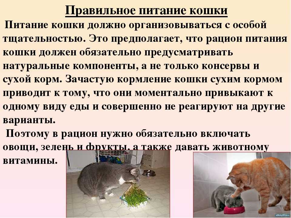 10 «нельзя» для хозяина кошки