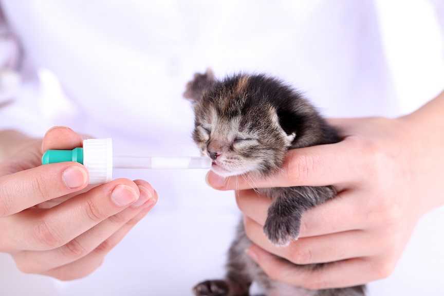 Чем кормить котят в 1 месяц