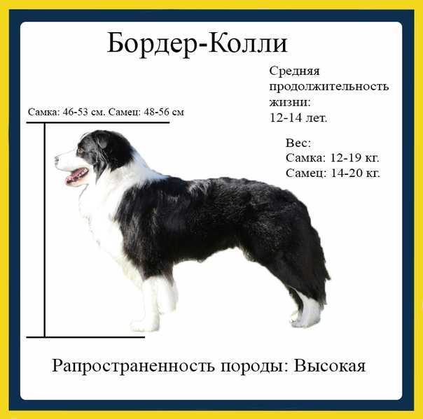 Бородатый колли: вся информация о породе